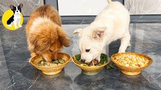 Funny Puppies Food Review Videos  Petify TV Dogs Series 18  Petify TV puppies food review 2024