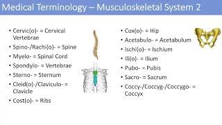 Medical Terminology | Lesson 7 | Musculoskeletal and Reproductive Anatomy Terms