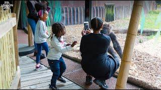 Feed the gorillas at London Zoo!