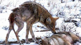 RARE FOOTAGE  COYOTE HUNTING