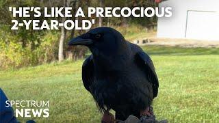 Meet Jimini Crowket: The talking crow with a million followers | Spectrum News