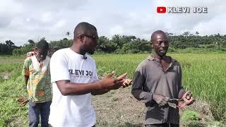 From Taxi Driver to Top Rice Farmer: The Inspiring Journey of a Ghanaian Entrepreneur