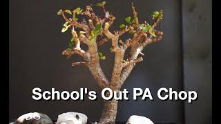 School's Out PA Chop:  Dave's Bonsai E412