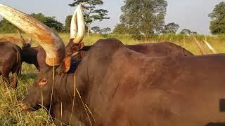 MIGHTY ANKOLE BULL