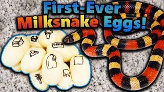 Our Milksnake Laid Eggs!! New Species for us!!