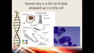 Comparing Human and Chimpanzee DNA