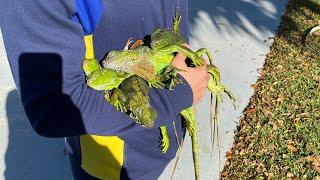 Collecting lethargic iguanas on Florida’s coldest day.