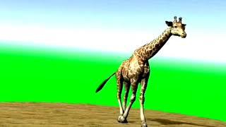 zebra green screen no copyright | zebra green screen video |