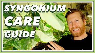 Syngonium COMPLETE Care Guide | How to Grow Syngonium podophyllum arrowhead plant