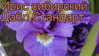 Ирис сибирский Дабл Стандарт (iris sibirica)  обзор: как сажать, рассада ириса Дабл Стандарт