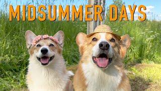 SUMMER VACATION 2/2 - Topi the Corgi