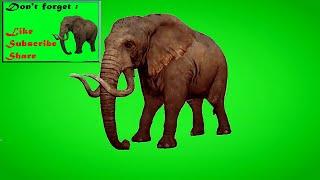 Elephant Drink Green Screen Animation [HD] || Gajah Green Screen || Free