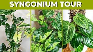 New Syngonium Collection Updates | Arrowhead Plants