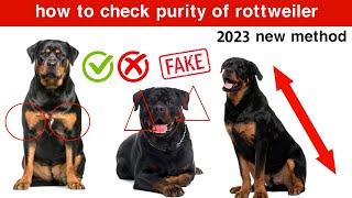 How to check purity of Rottweiler 2023 | Rottweiler puppy purity check