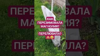 Как перезимовала магнолия? Перелюбила?