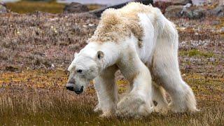 Polar Bear Cub Stuns Experts After Wandering 450 Miles South All By Herself