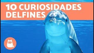 10 curiosidades sobre los delfines 100% REALES