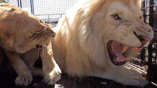 Why Lions Get Grumpy | The Lion Whisperer