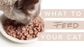 What Should I Feed My Cat? - Cat Nutrition with Dr Darren Foster & Dr Kate Adams [ Part 1/3 ]