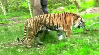 Tiger walking video #kieunyttti #tiger #kieunyvlog