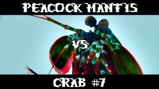 Peacock Mantis VS Crab #7