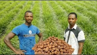 How He makes ¢ 30,000 From Half An Acre Of Tiger Nut Farm | Frenat Farms
