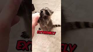 This family found a baby raccoon shivering  ️ #animals #raccoon