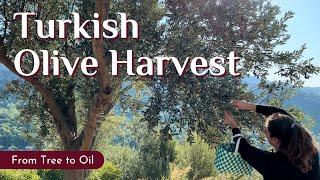 How Is Olive Oil Made in Turkey? Aegean Olive Harvest from Tree to Oil (Zeytin Hasadı)