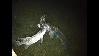 Craziest Pike Attacks & Eats