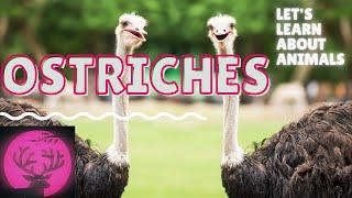 Ostriches for Kids: Educational Video About the Ostrich/ESL Listening Lesson - ostrich information