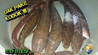 Najur ikan Gabus , najur Haruan, najur Bujuk ● Snake head Jumbo