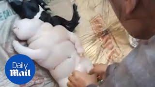 Farmer baffled to discover half-pig half-human baby GOAT!