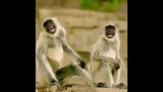 Monkey Laughing Funny Meme Exe 