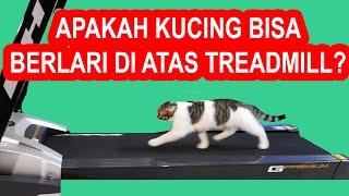 EKSPERIMEN KUCING BERLARI DI ATAS TREADMILL