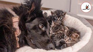 A Black German Shepherd Helps Fostering Kittens｜PECO
