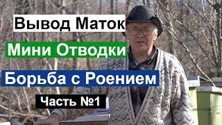 Пасека #110 Отводок на Одну Рамку, Вывод Маток,Борьба с Роением / Пчеловодство для начинающих