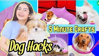 Testing Out VIRAL PET HACKS BY 5 MINUTE CRAFTS | Yashita Rai