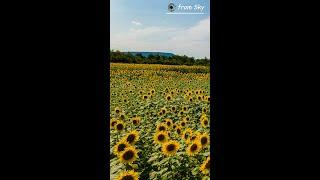 Полет над красиви слънчогледови полета/Flight over beautiful fields of sunflowers