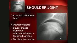 Lecture 7 MSK Thoracic limb and joints