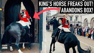 HORSE FREAKS OUT, ABANDONS BOX! THEN SOLDIER DOES THIS! | Horse Guards, Royal guard, Horse, London