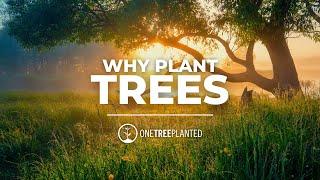 Why Trees are Important | One Tree Planted