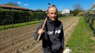 Cipolle di Alife nell'orto di Sergio, preparativi per l'ultimo trapianto - Alpini RAW