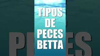 Tipos De Peces Betta