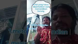 4.hal yg perlu diperhatikan saat memandikan burung #jagalpapua gacor