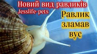 Нові равликиАхатина ретикулята чорноголова на Jesslife pets