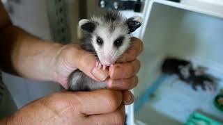 How To Care For Baby Opossums with Primarily Possums