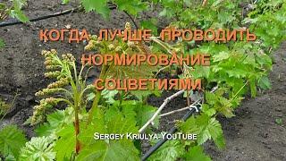 Когда лучше проводить нормирование винограда соцветиями? Съемка С. Криули.