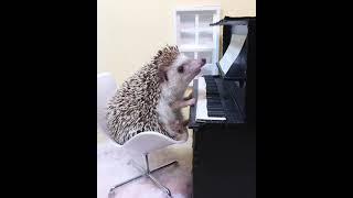 Hedgehog play piano