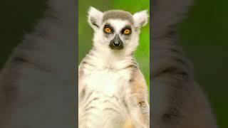 How Lemurs Get High मासूम सी सकल का नशेरी जानवर देख कर हैरान हो जाओ गए  || #facts #shorts #animals