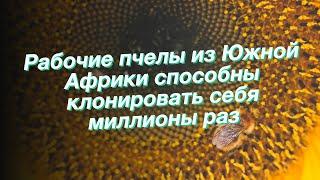 Рабочие пчелы из Южной Африки способны клонировать себя миллионы раз